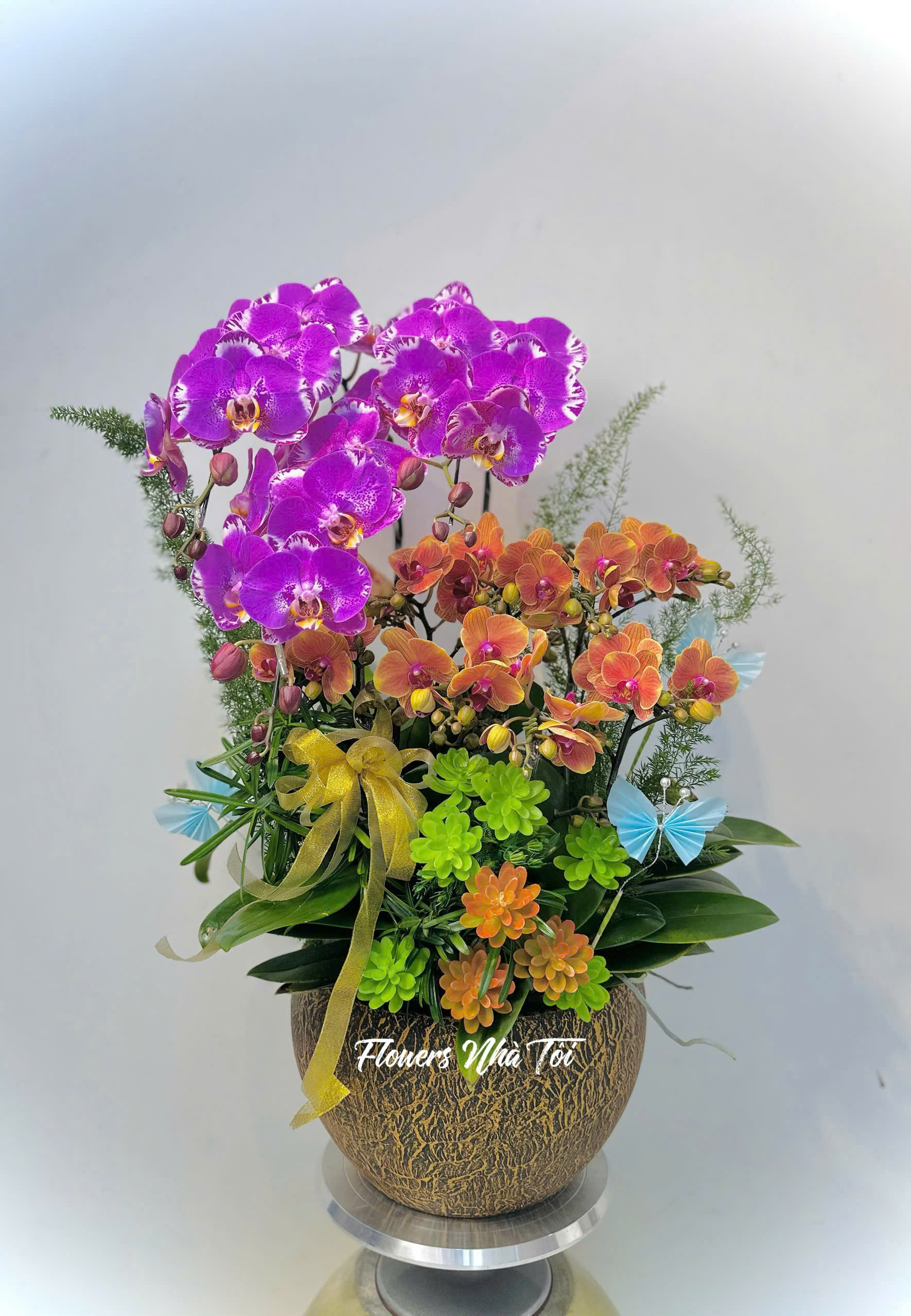 Lan Hồ Điệp Cẩm Thụy