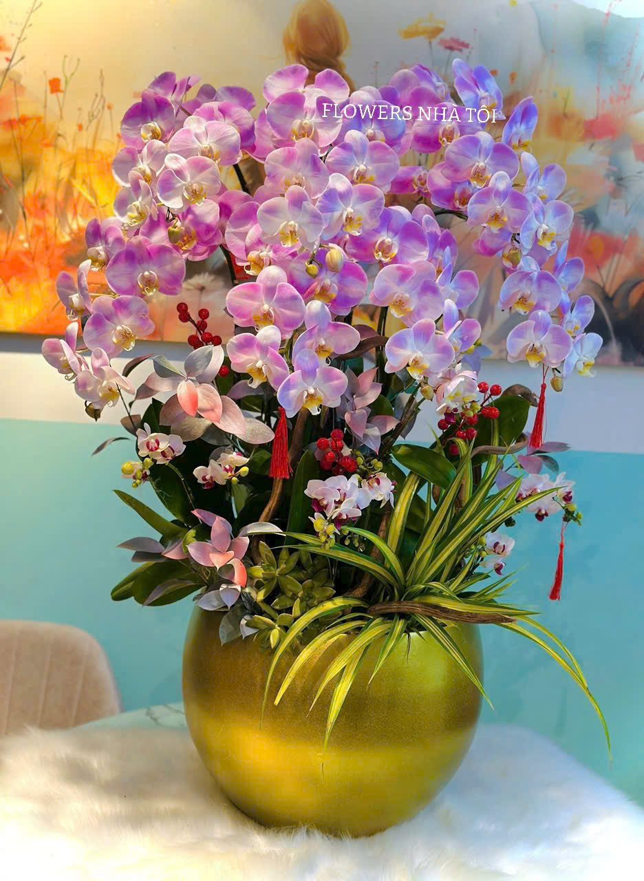 Chậu Lan Hồng Phớt 