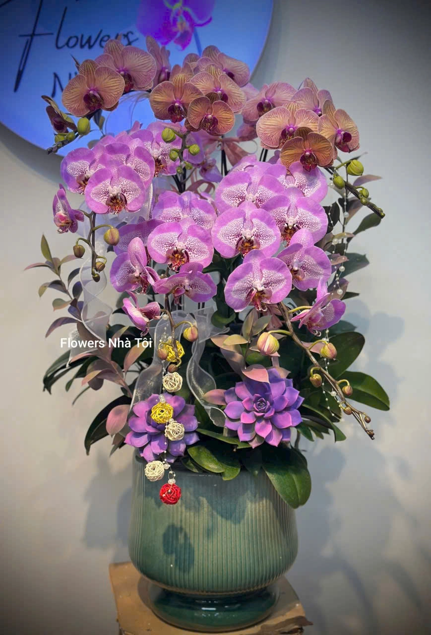 CHẬU LAN HỒ ĐIỆP 6 CÀNH