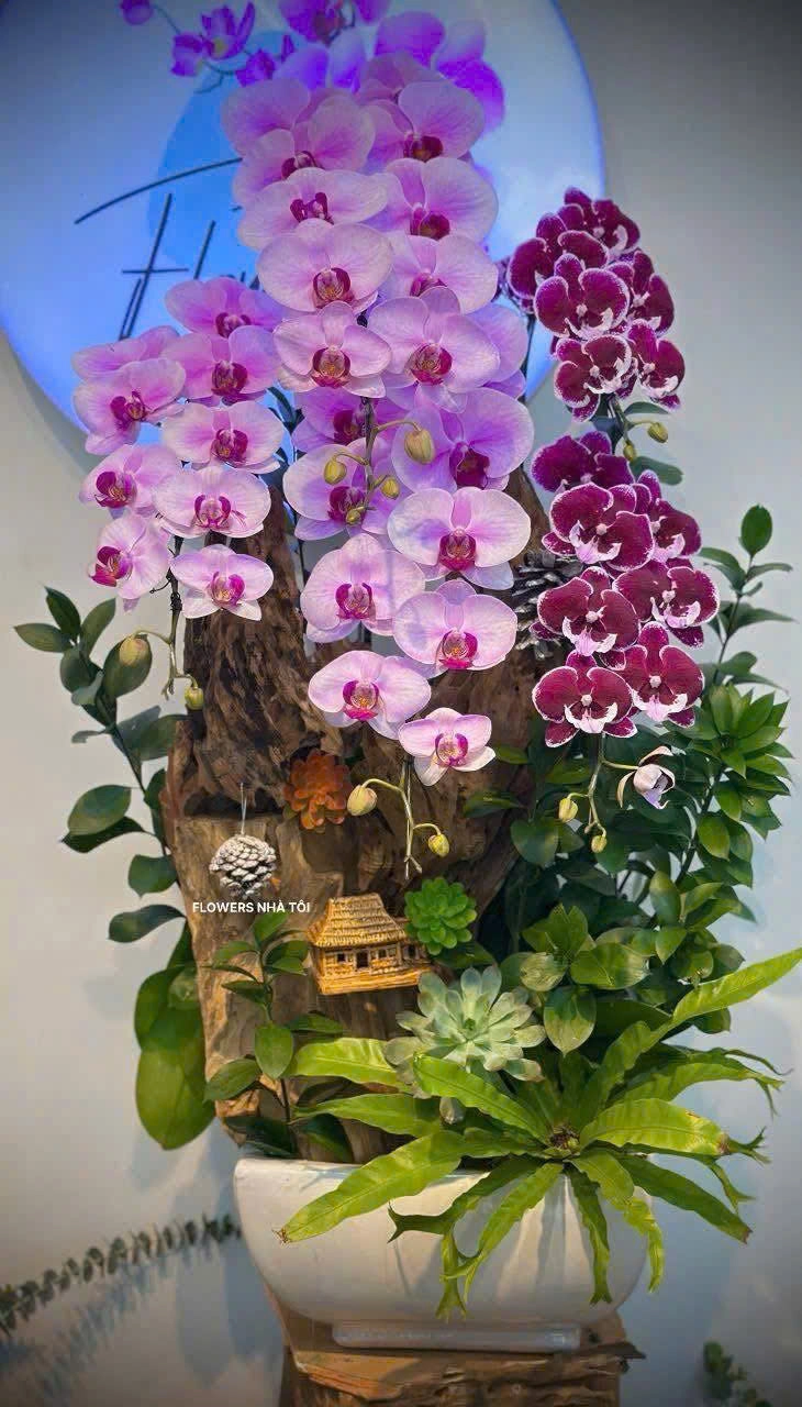 Năm Cành An Nhiên (CHẬU HỒ ĐIỆP 5 CÀNH)