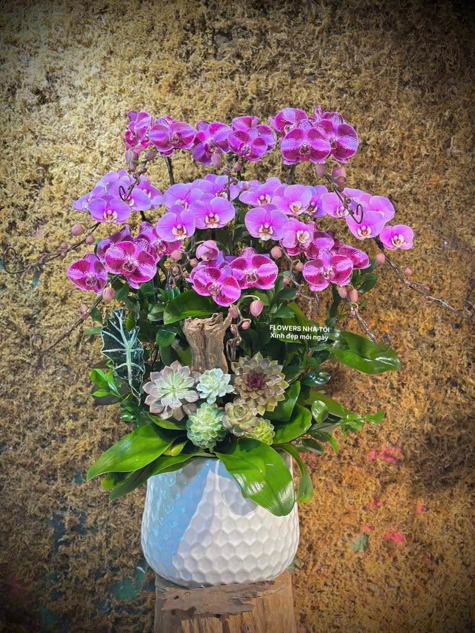 CHẬU LAN HỒ ĐIỆP 10 CÀNH