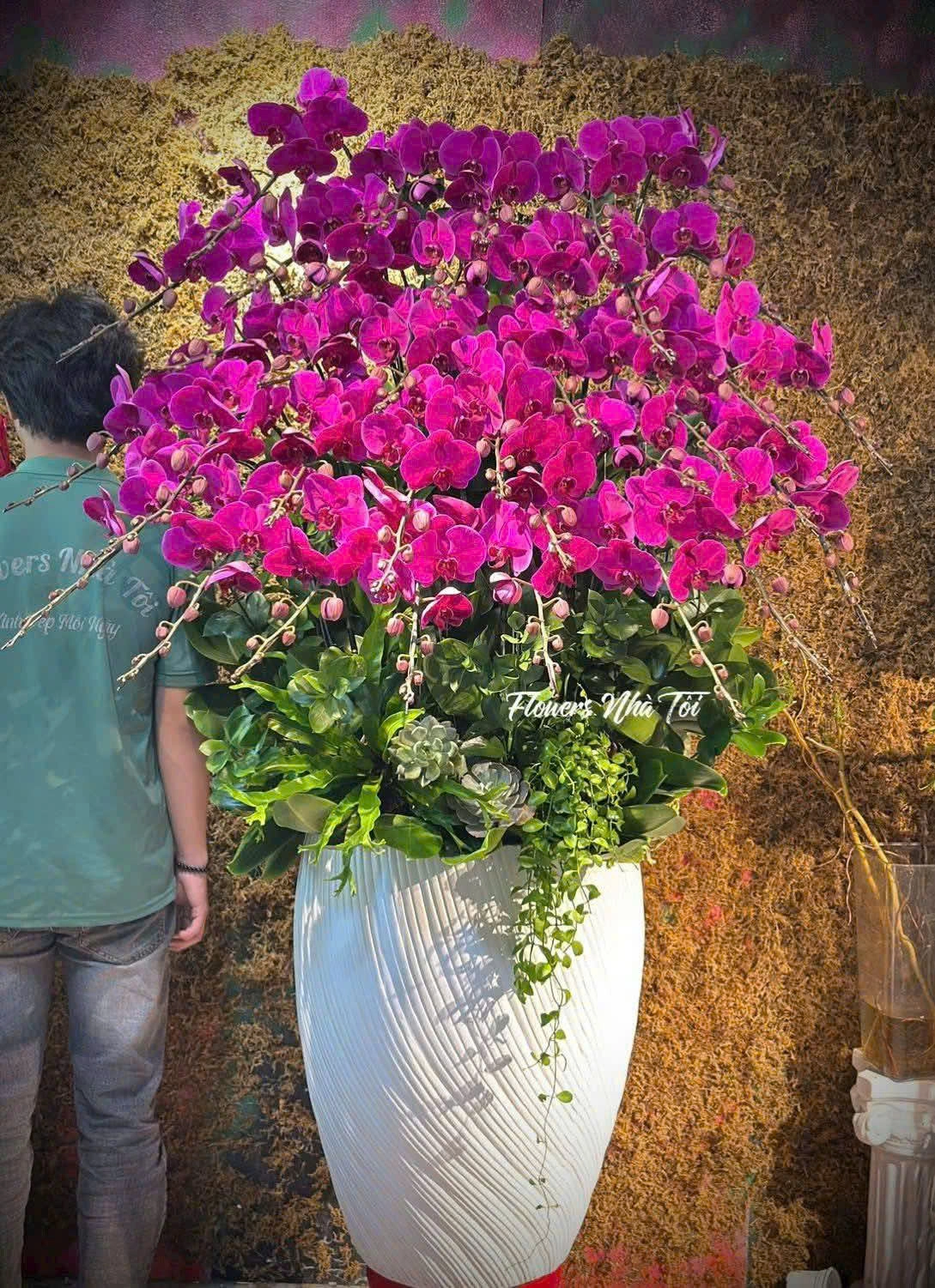 CHẬU LAN HỒ ĐIỆP 35 CÀNH