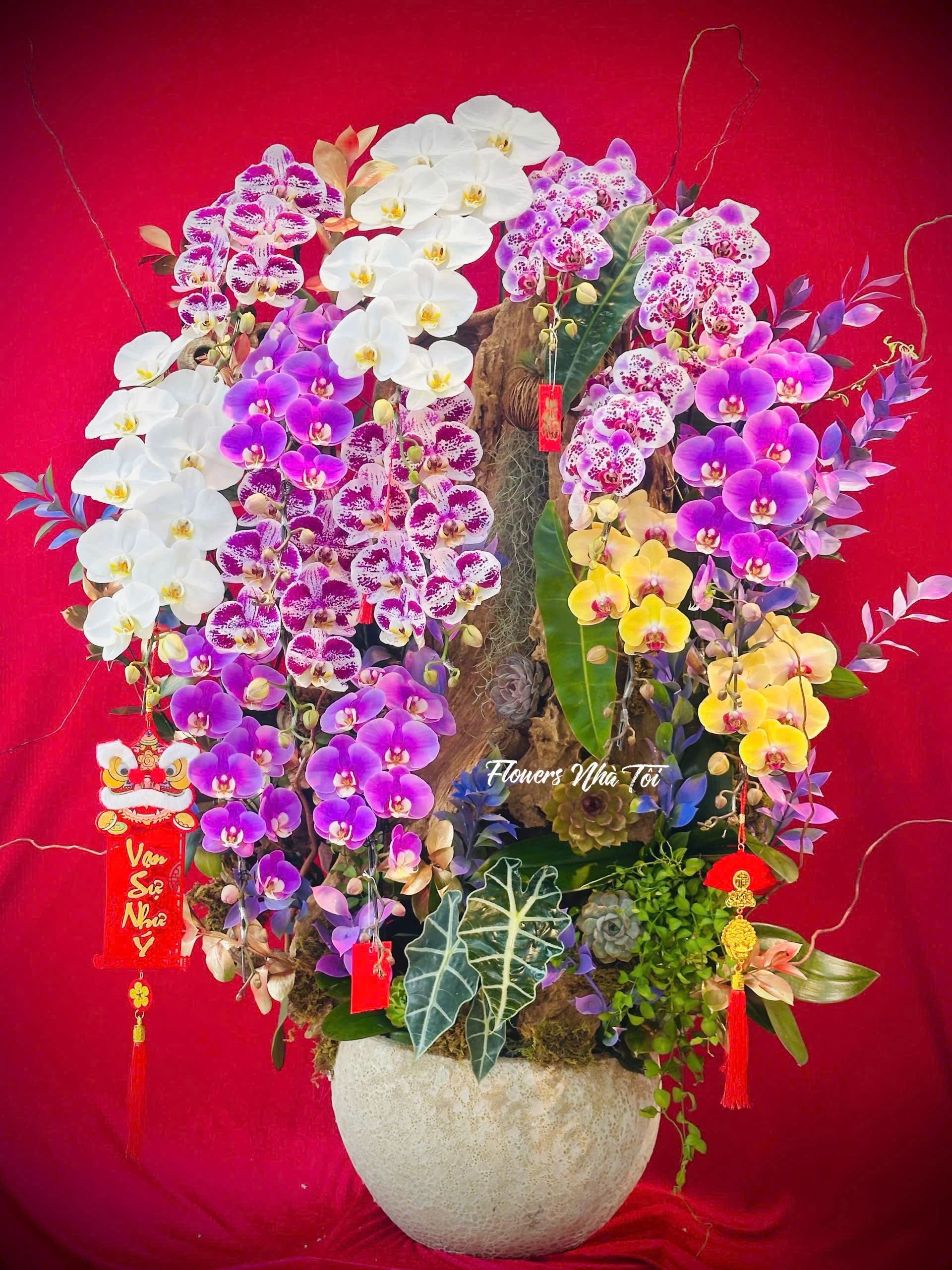 HOA LAN ĐẶC BIỆT